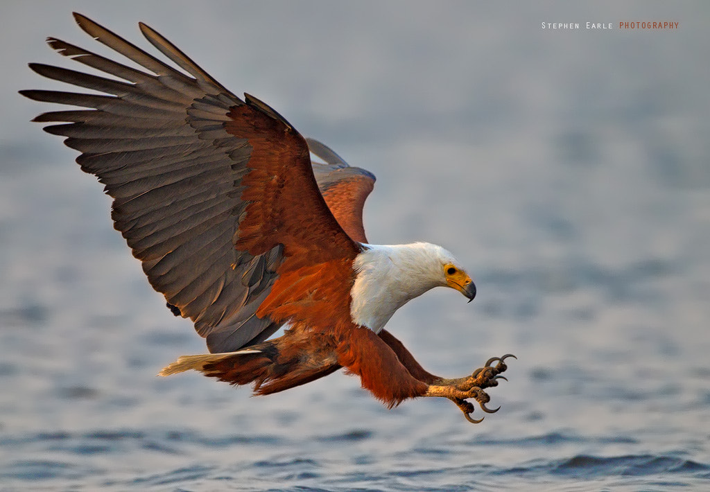 Canon EOS-1D Mark IV + Canon EF 500mm F4L IS USM sample photo. Fish eagle photography