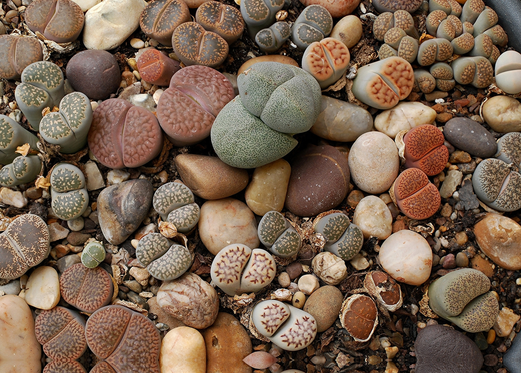 Stone plants by John Robinson Photo 5236813 / 500px