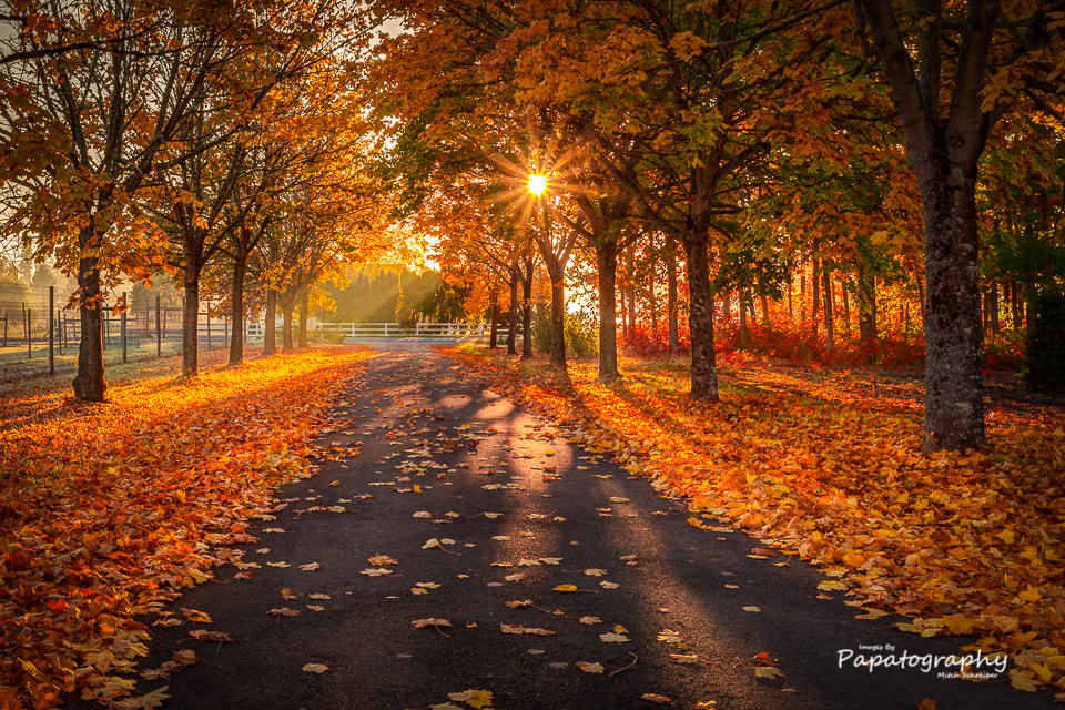 ~Autumn Sun Burst~ by Mitch Schreiber on 500px.com