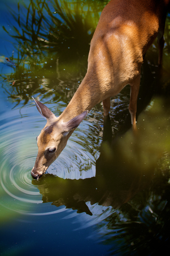 Deer drinking water by Jim Rhoades / 500px