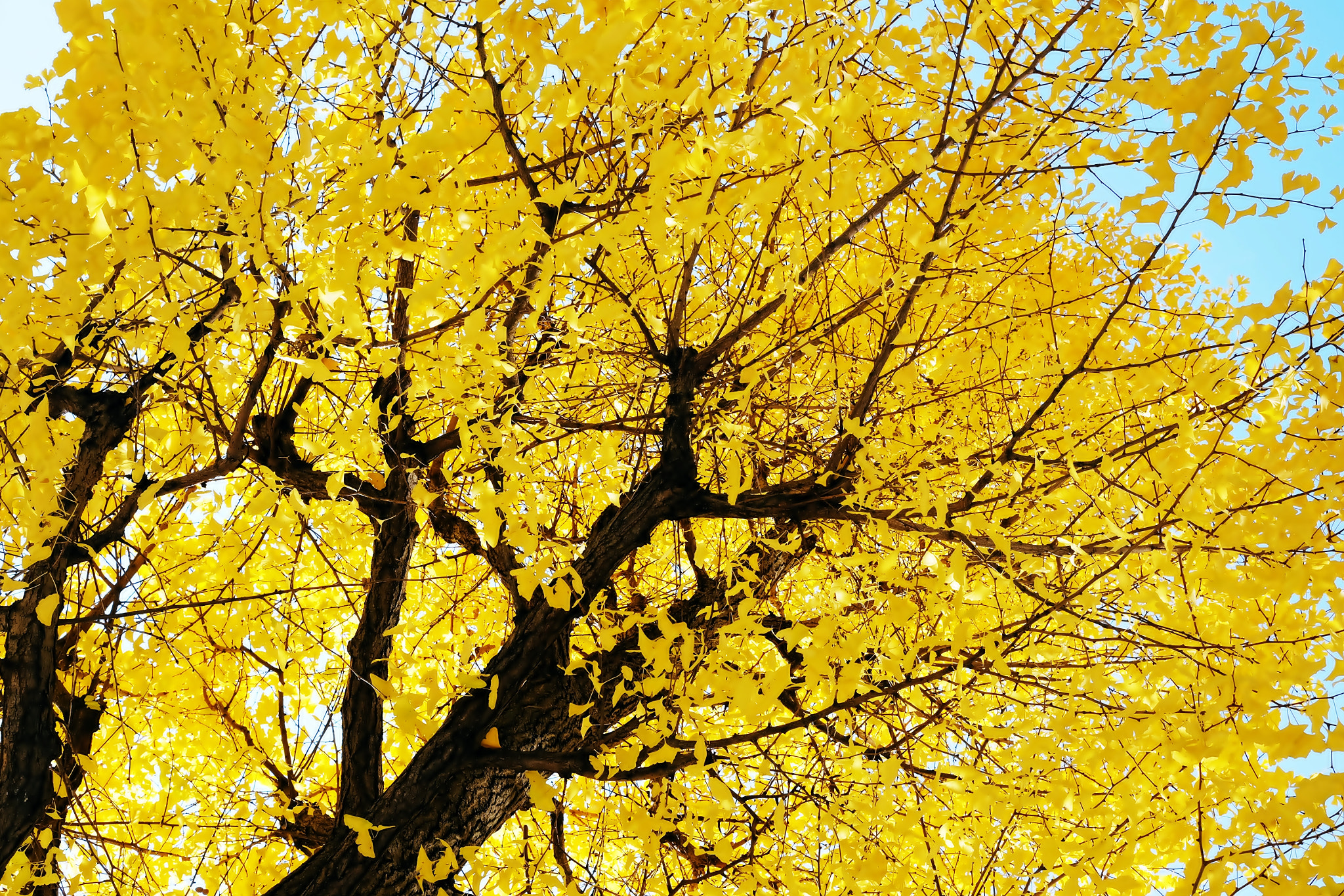 A ginkgo and blue sky　銀杏と青空