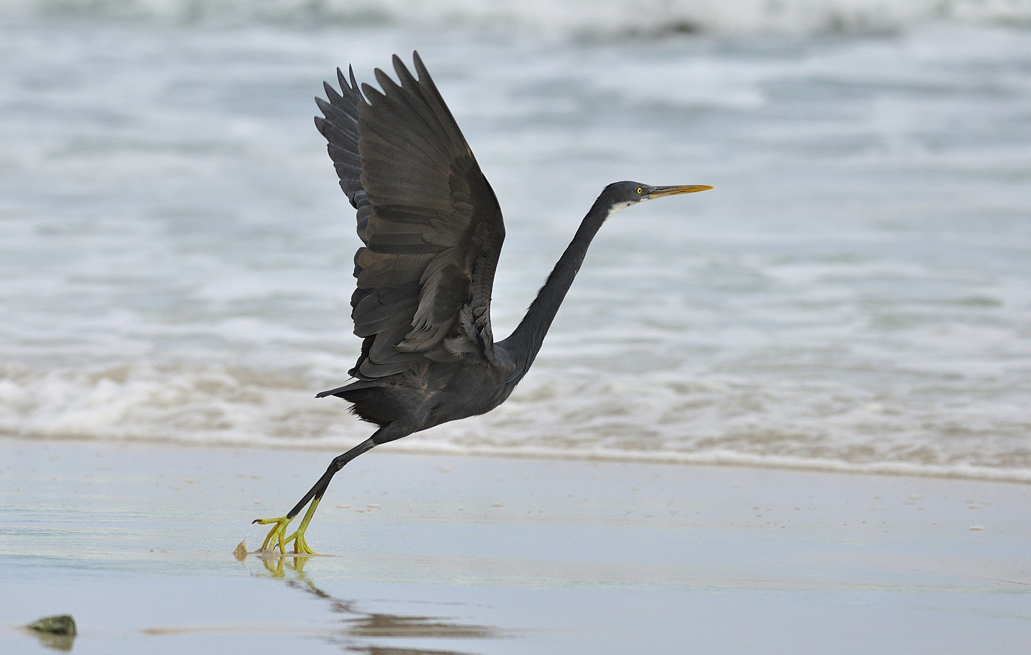 Reef Heron