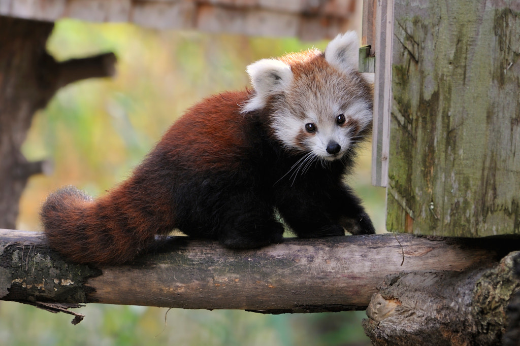 Photos Of Red Pandas Slacking Off That Are Really Cute 500px