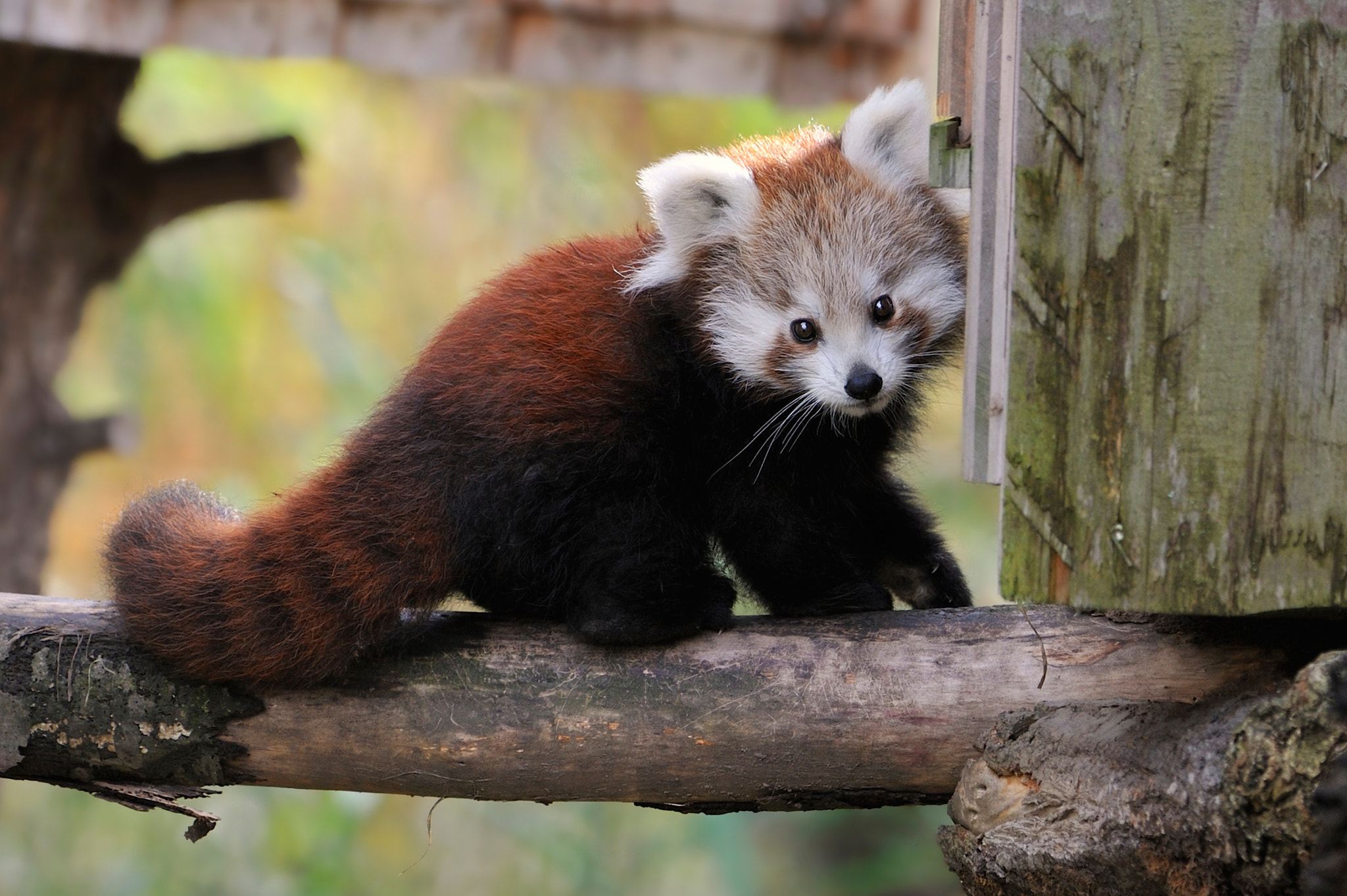 Photos of Red Slacking Off That Are Really Cute 500px