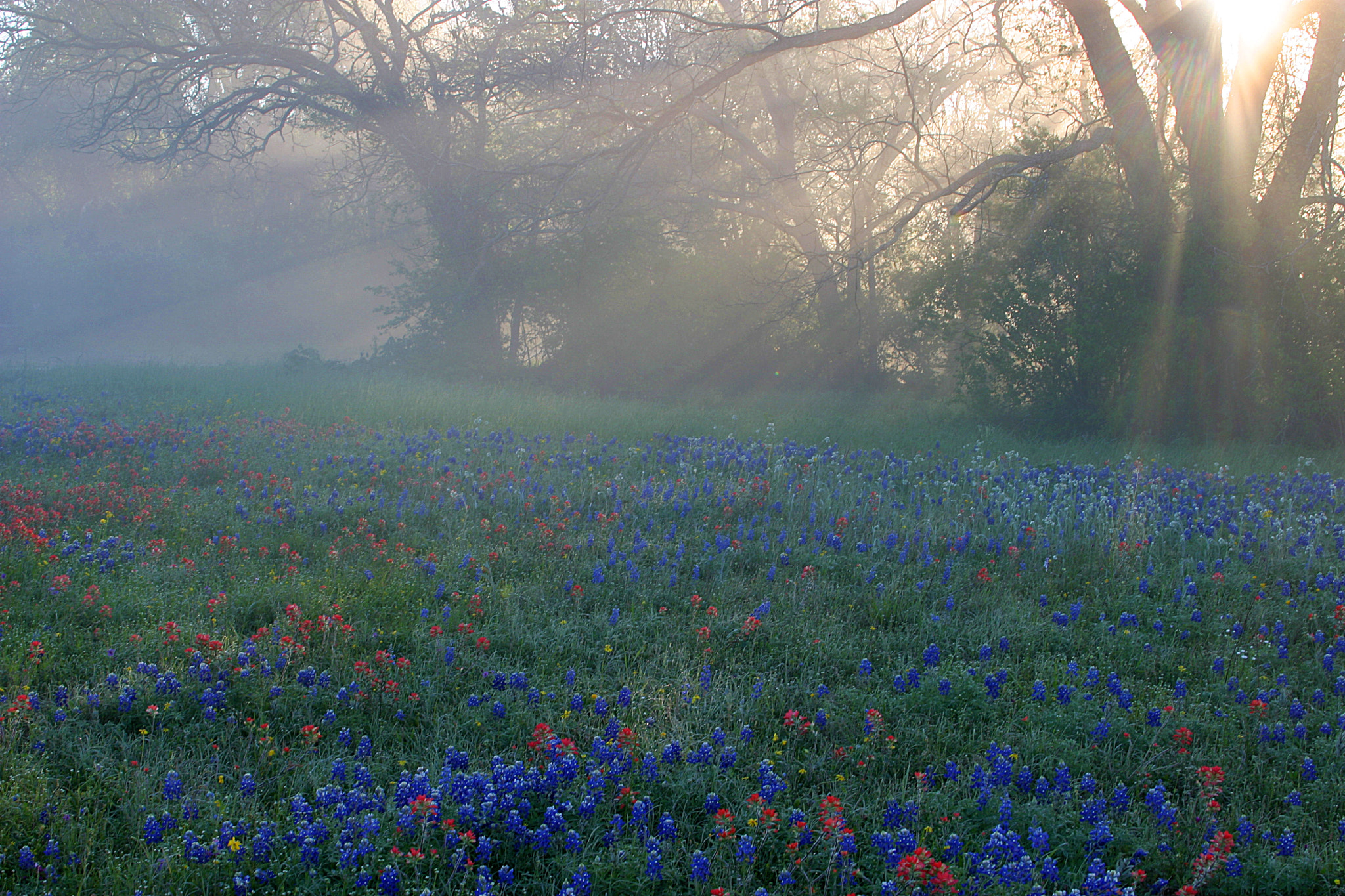 Mystic Morning