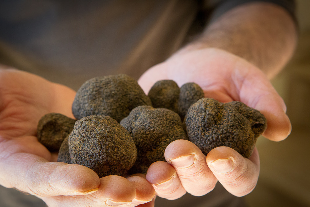 Tuber Melanosporum (truffle)