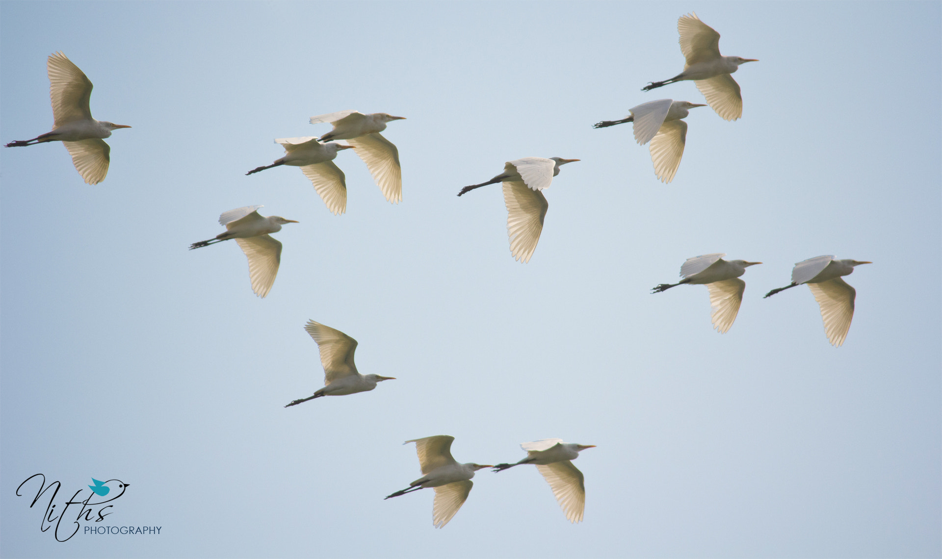 Birds of the same feather flock together! by Nithya Radhakrishnan / 500px