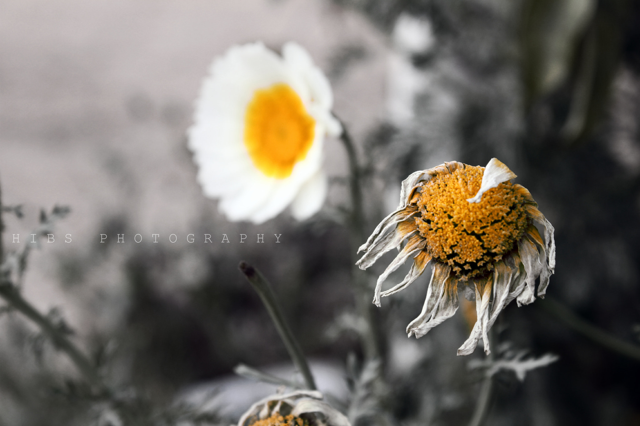 dying flower by Hibs photography Photo 5292704 / 500px