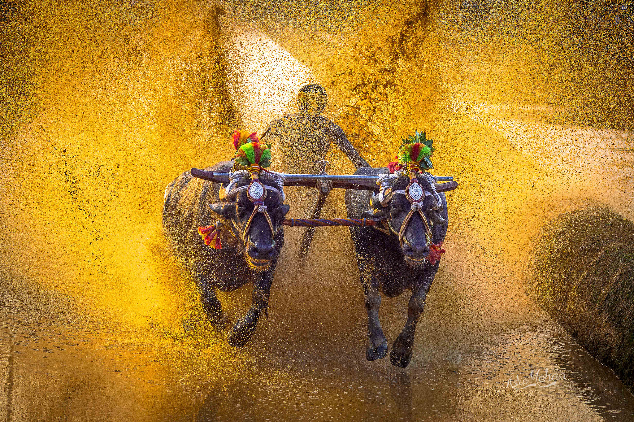 Buffalo race by Astro Mohan Photo 53025724 / 500px