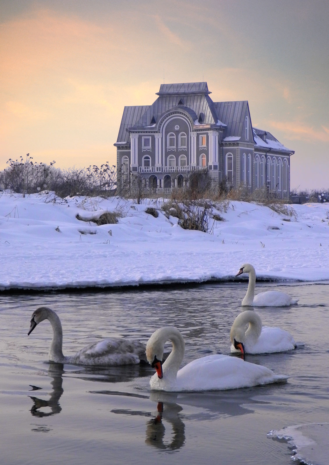 Swans & Temple