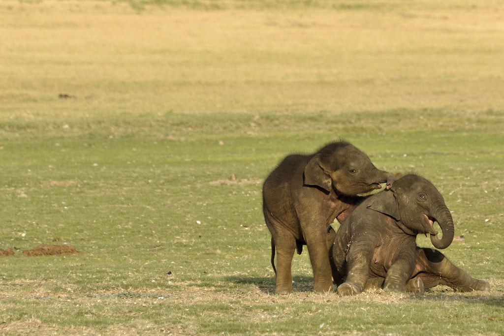 30 Cute Funny Baby Elephant Images That Will Brighten Up Your Day 500px