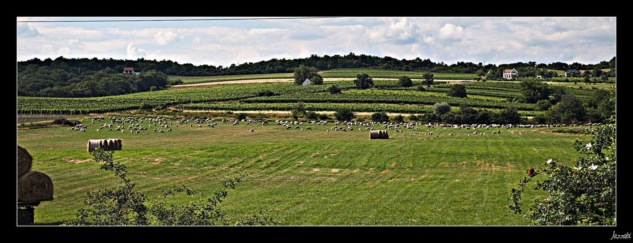 Summer Panorama