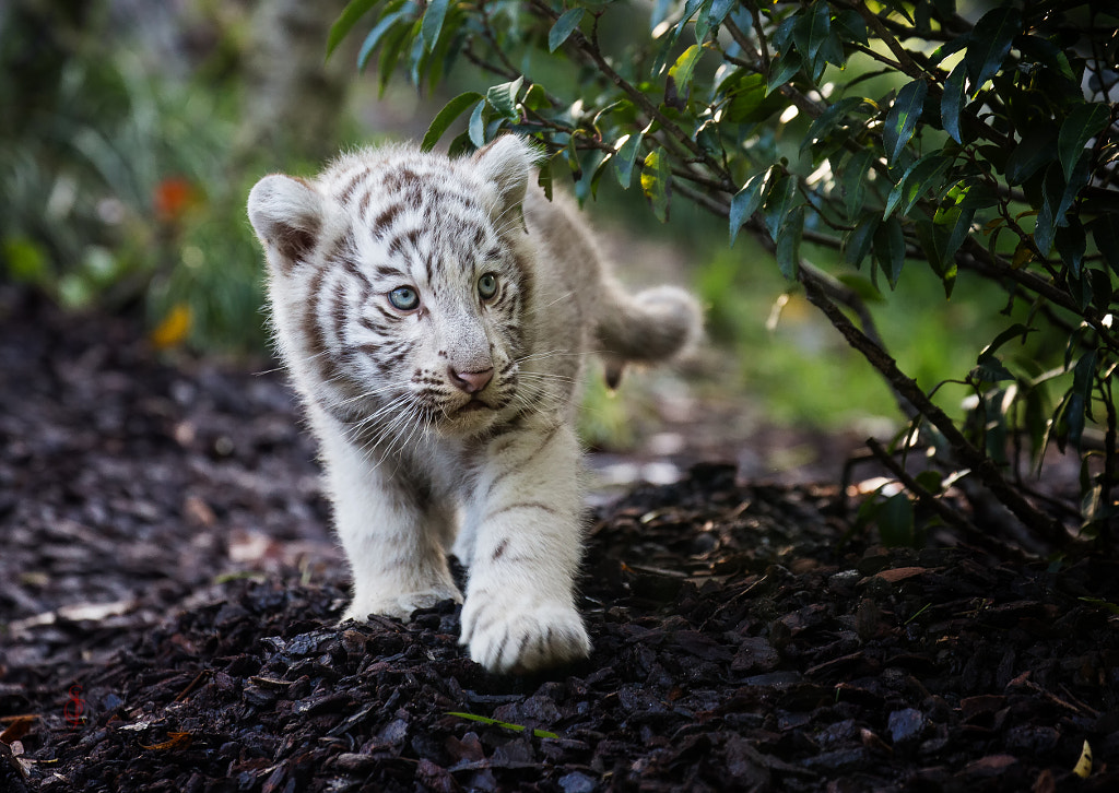 30 Cute Baby Animal Photos Found In The Wild 500px