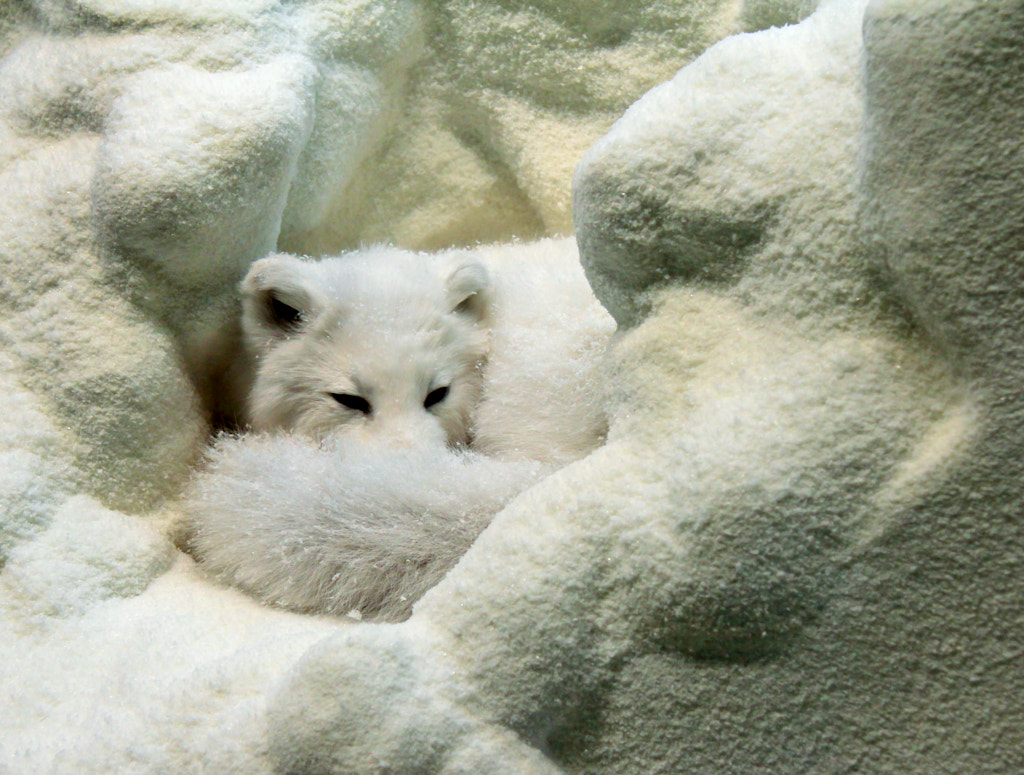 15 Fun Facts About Arctic Foxes For Kids: Where are arctic foxes found?
