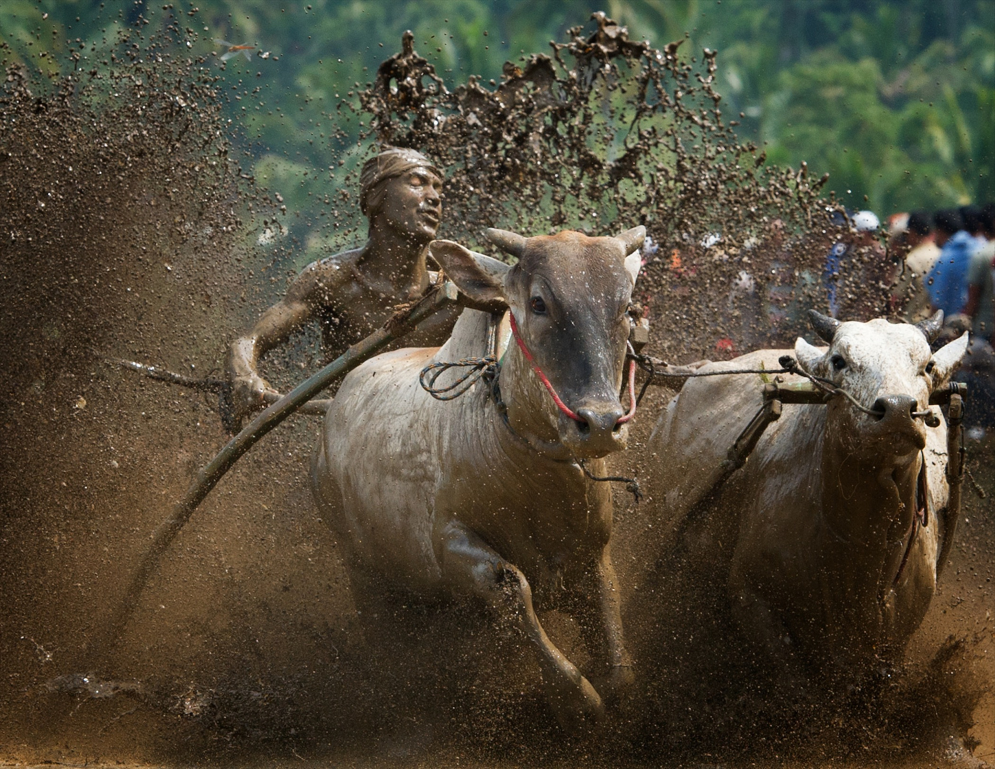 Pacu Jawi By Hamni Juni 500px