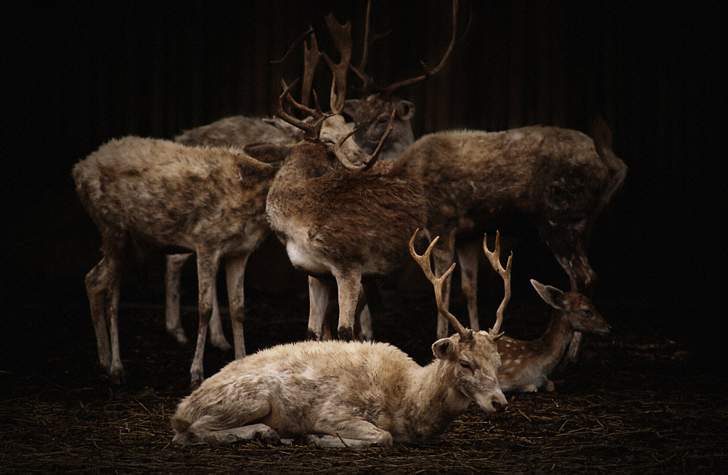 Deer Family by Vichaya Pop on 500px.com