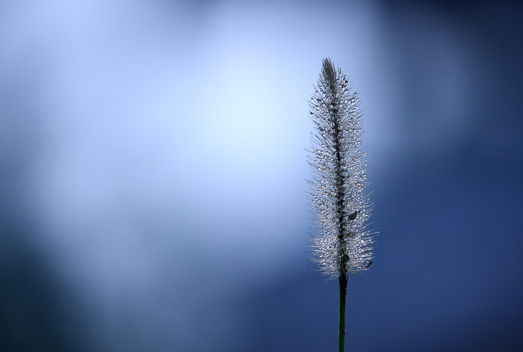 Winter is here by Dheeraj Tripathi on 500px.com