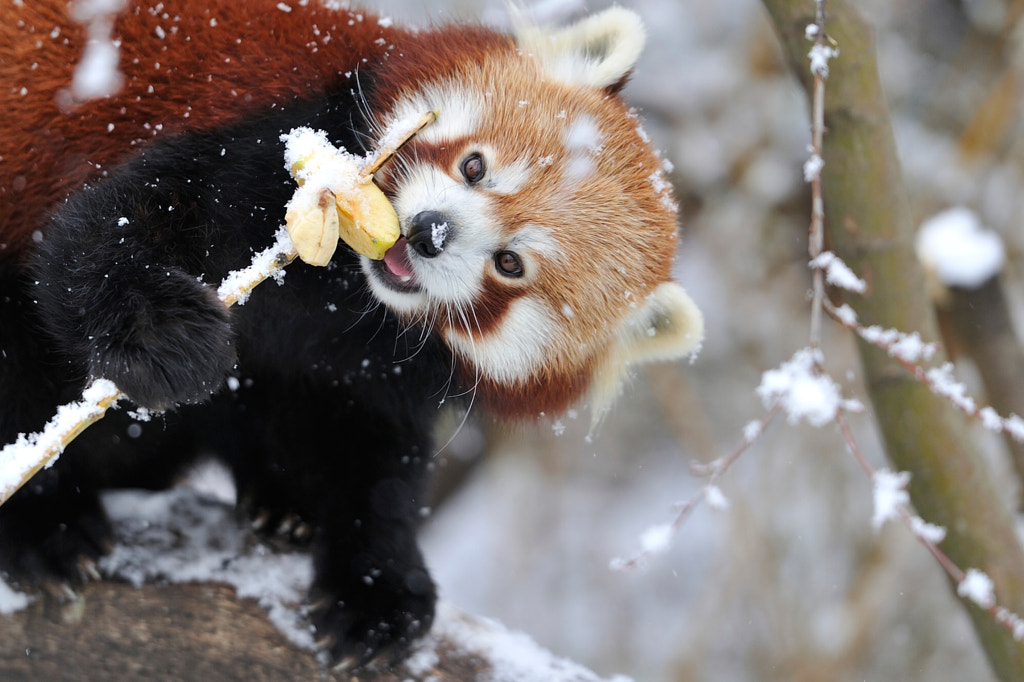 Photos Of Red Pandas Slacking Off That Are Really Cute 500px
