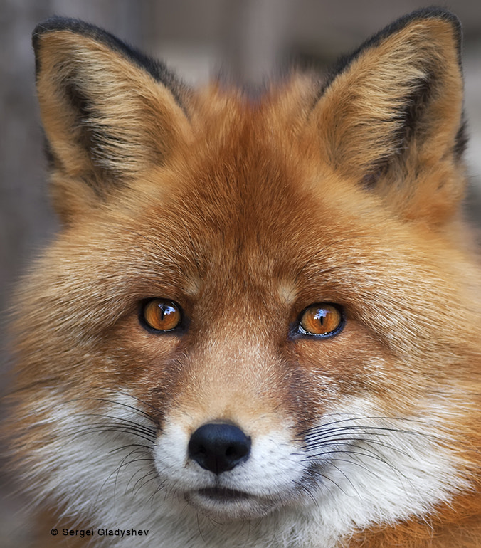 Red Fox By Sergei Gladyshev 500px