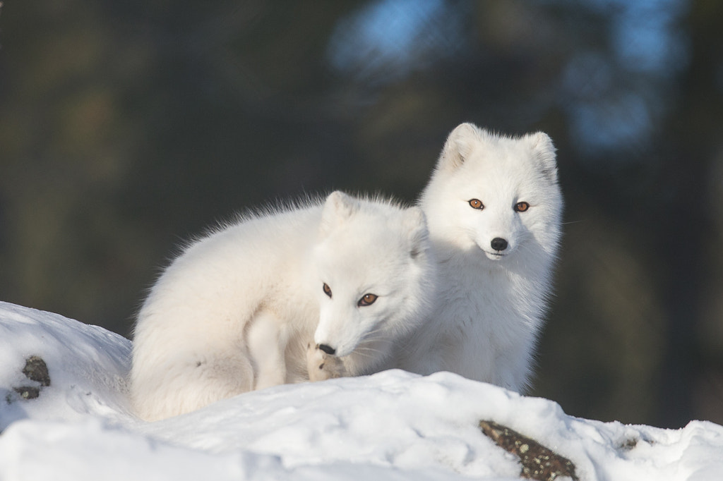 Arctic Foxes 15 Fun Facts About Arctic Foxes For Kids: Where are arctic foxes found?