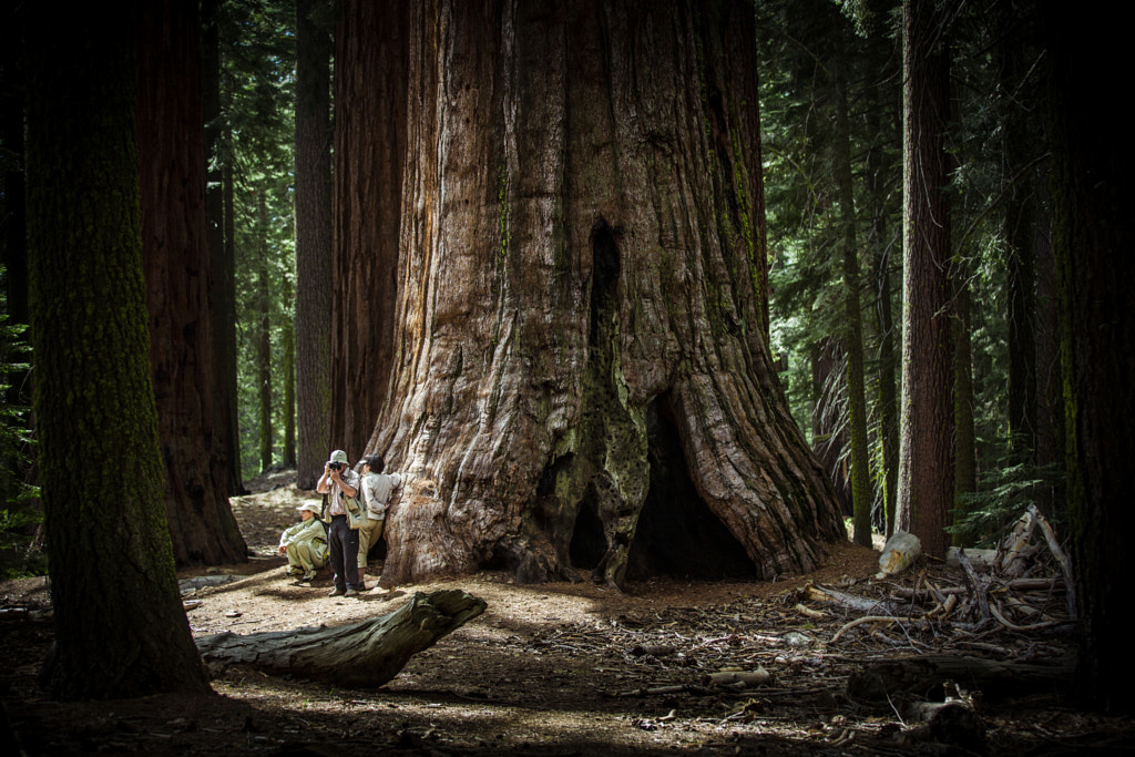 Giant Sequoias by Christian Drothler / 500px
