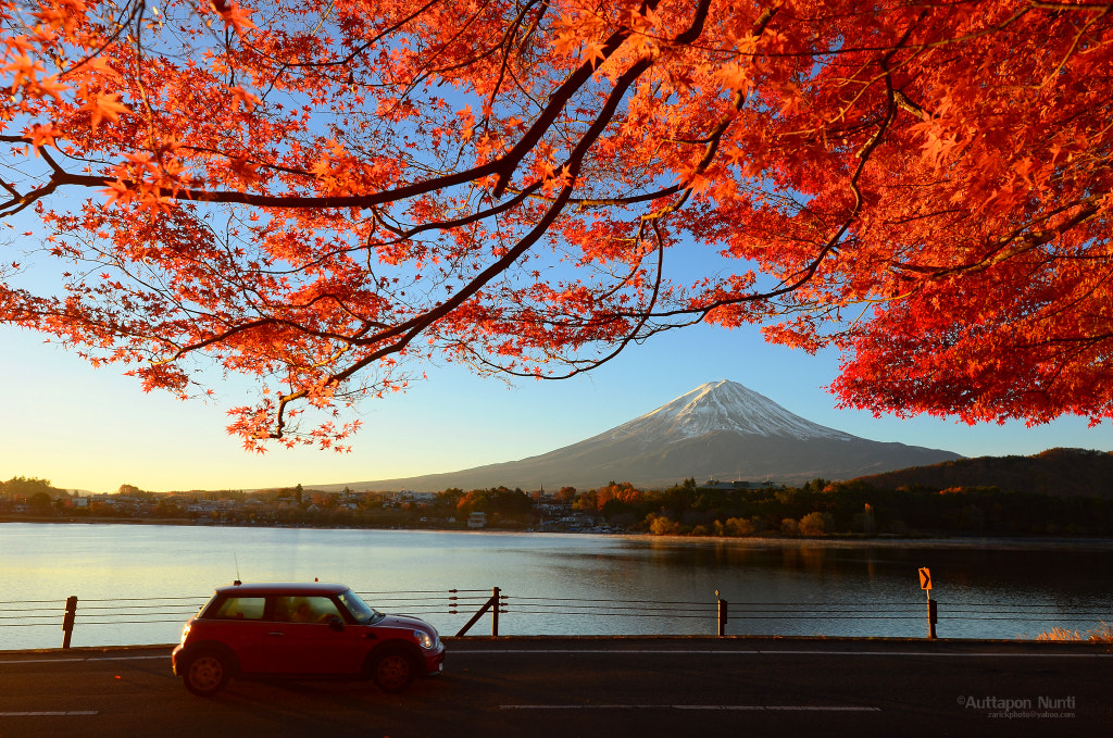 Autumn leaves @ Kawaguchiko Mt.Fuji by Auttapon Nunti on 500px.com