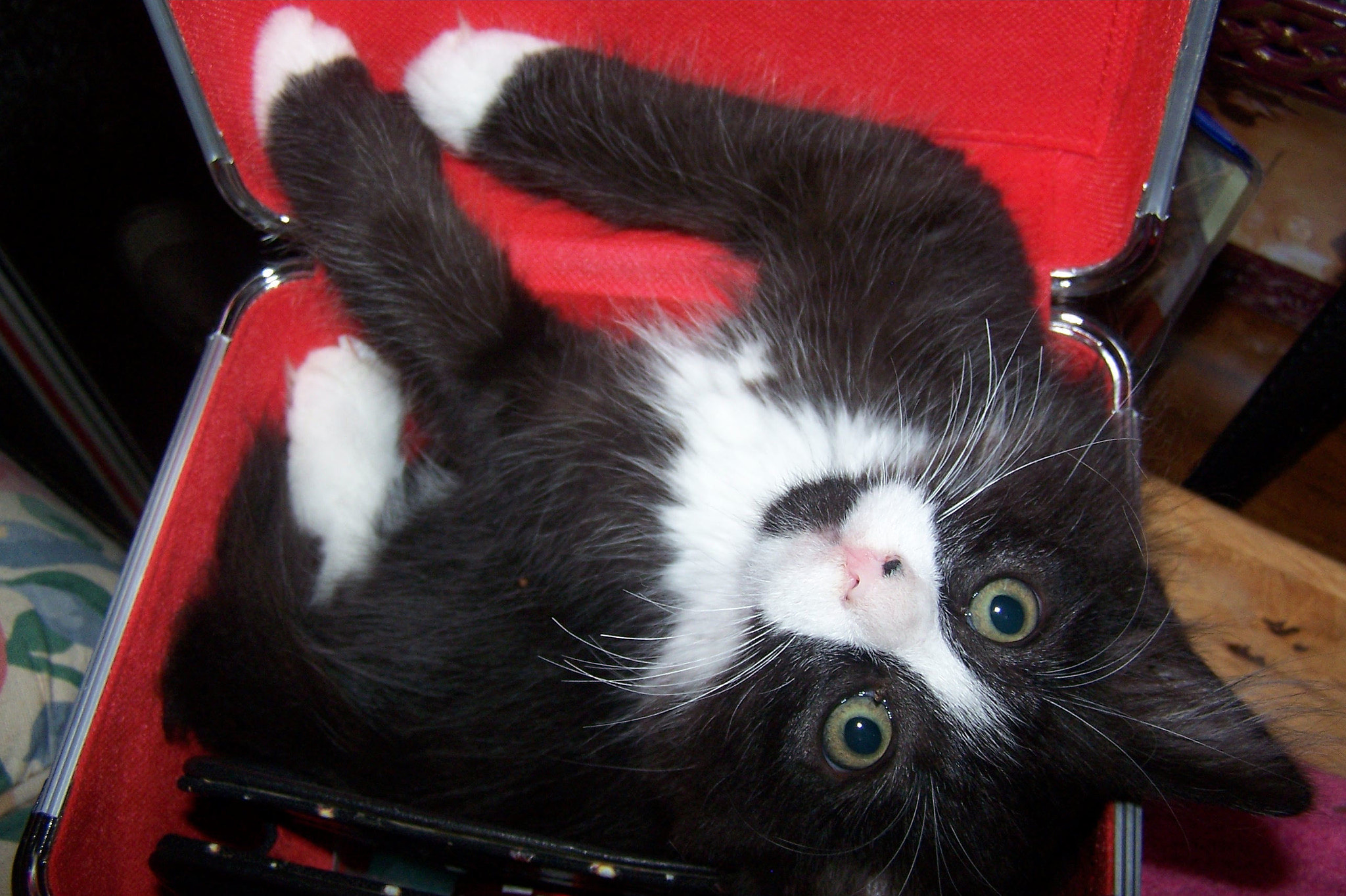 Coon Kitten in a Box
