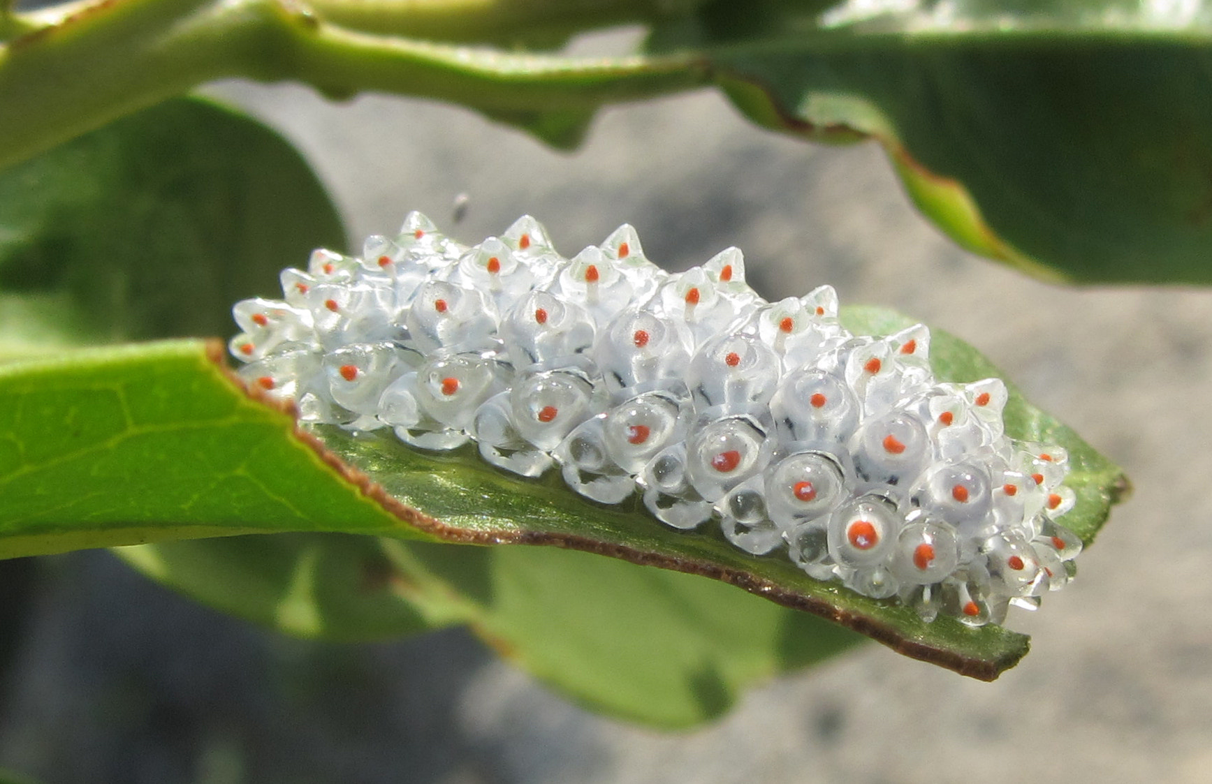 Jewel caterpillar by Gerardo Aizpuru Photo 53481466 / 500px