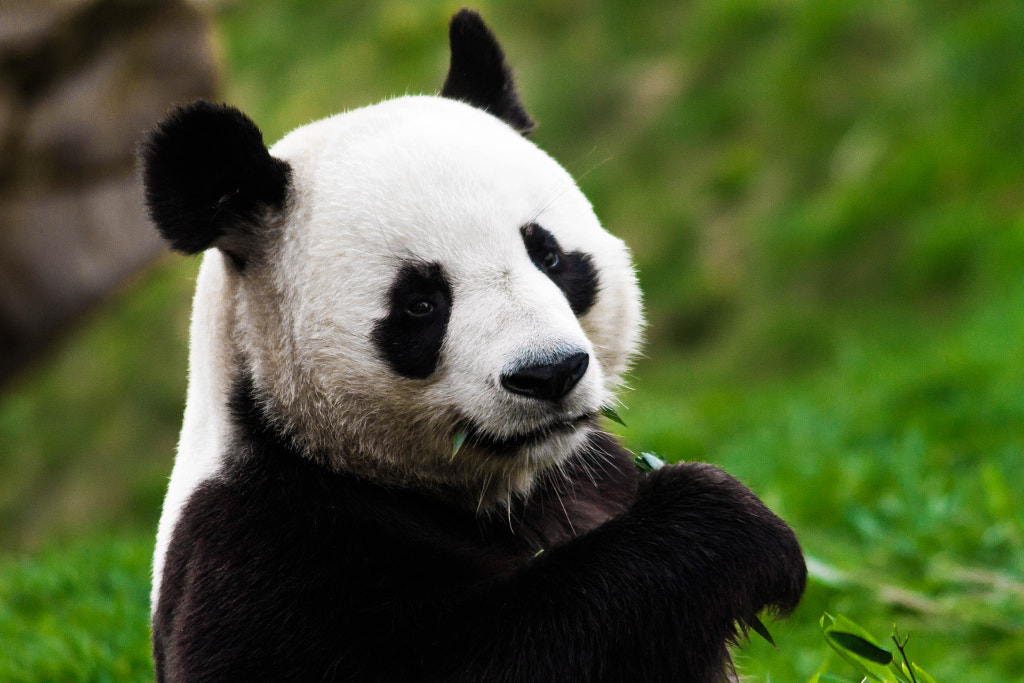 Casse-croûte de Panda by Clovis Picard on 500px.com