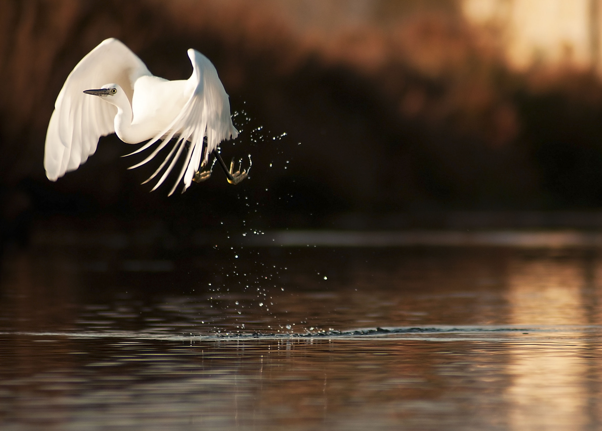 el vuelo