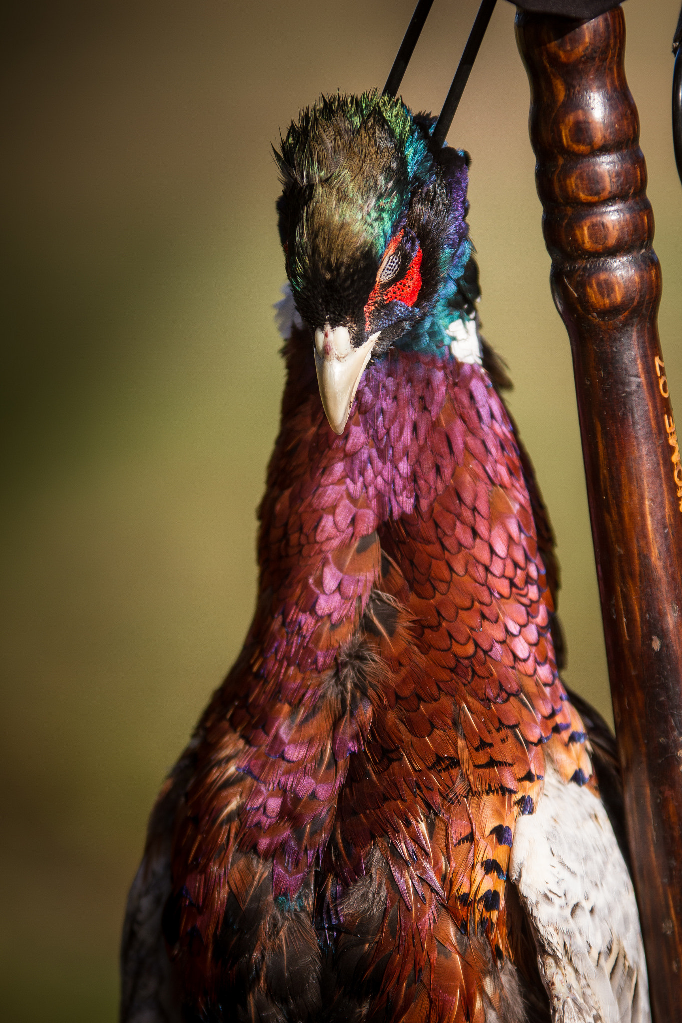 Pheasant