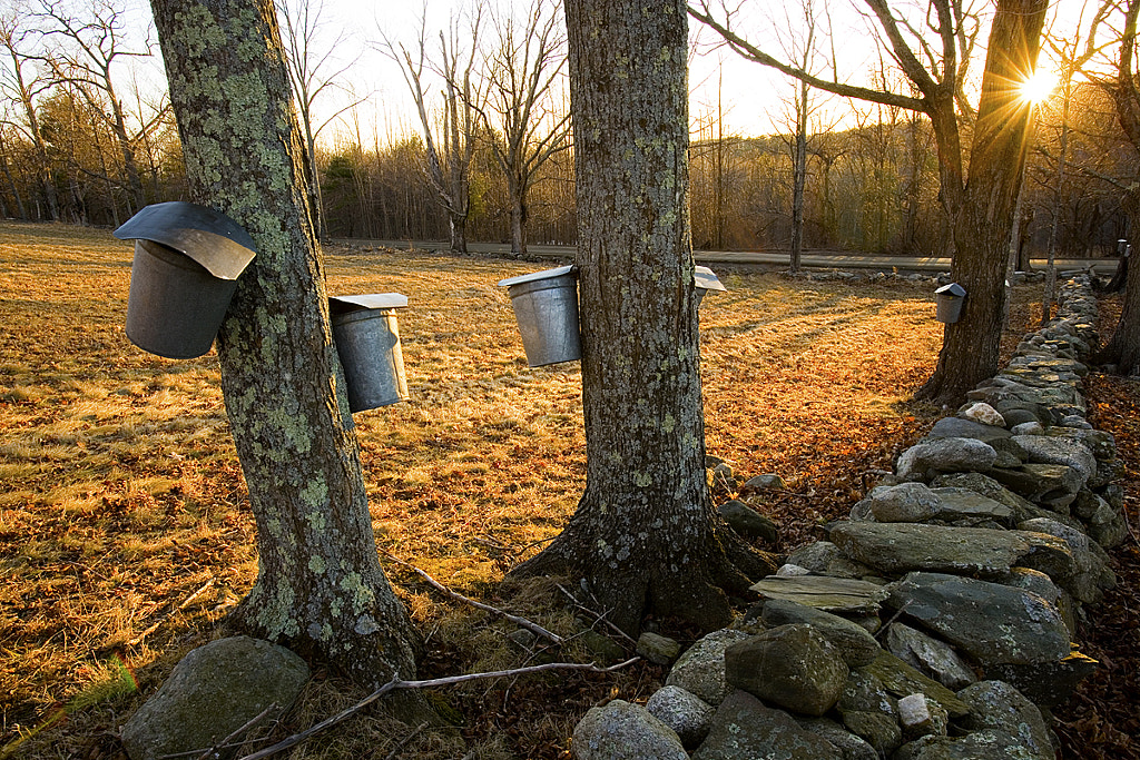 Sap buckets on sugar maple trees in Lyme, New Hampshire. Stone by Jerry