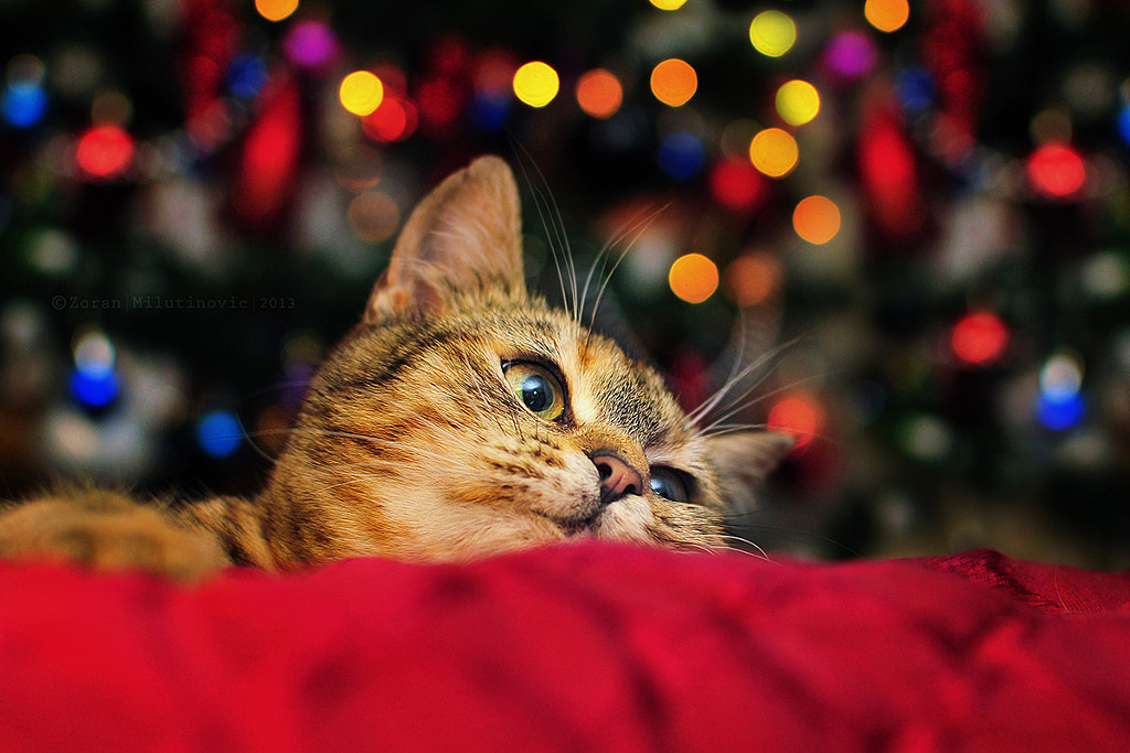 Waiting for Santa by Zoran Milutinovic on 500px.com