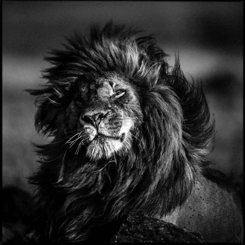 Scarface lion in the wind by Laurent Baheux - Photo 53913630 / 500px