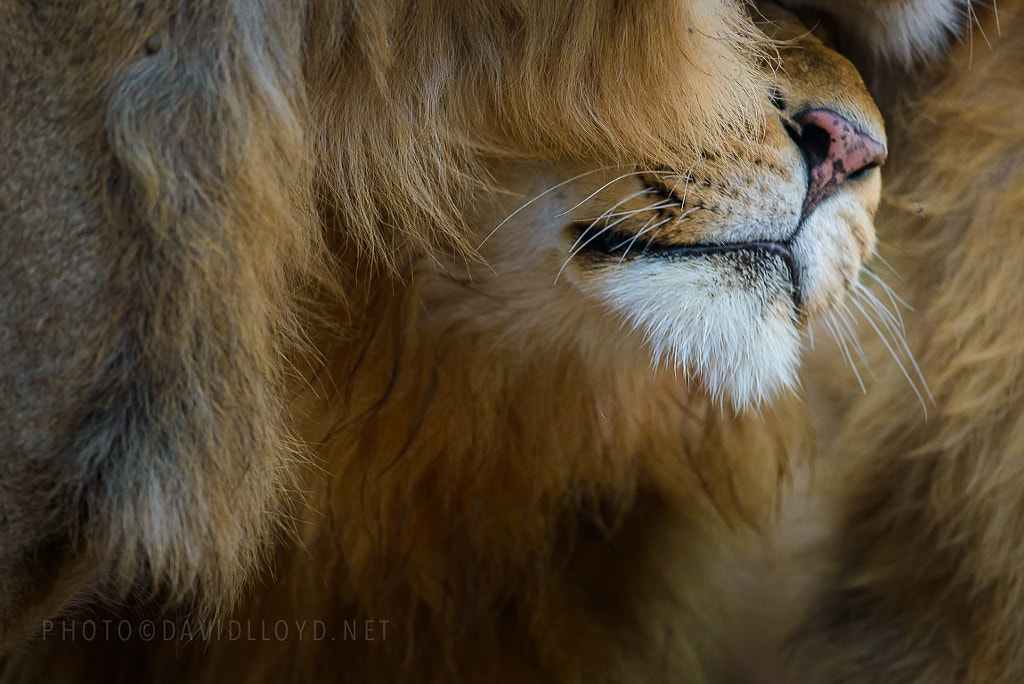 Big Cat Love by David Lloyd on 500px.com