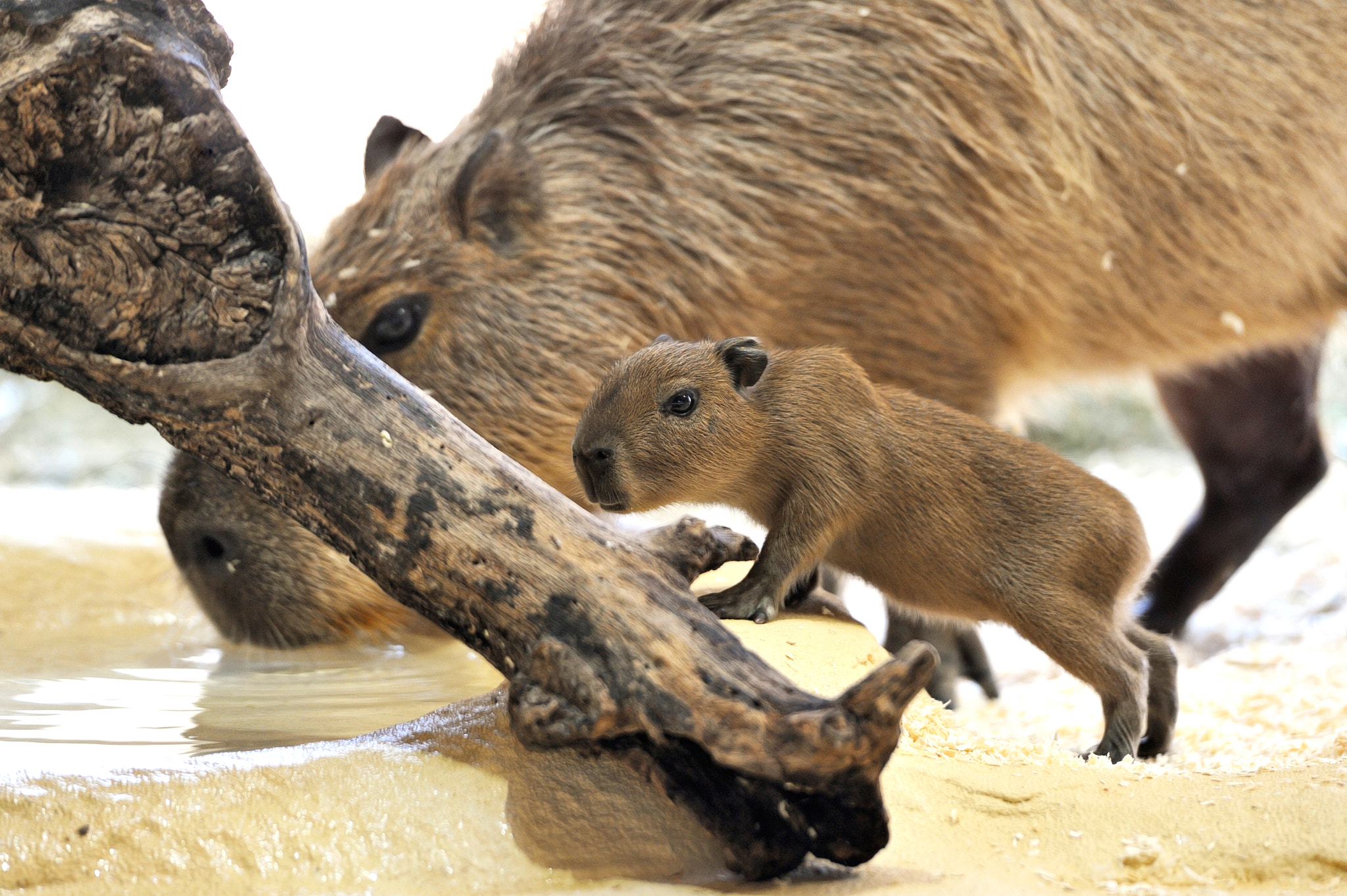 Capybara Baby by Josef Gelernter / 500px