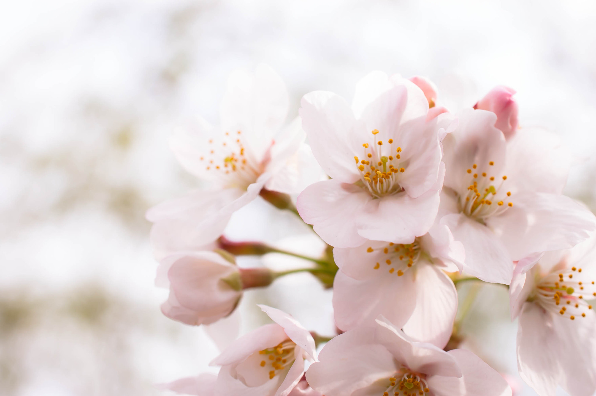 Memory of a spring sweet fragrance