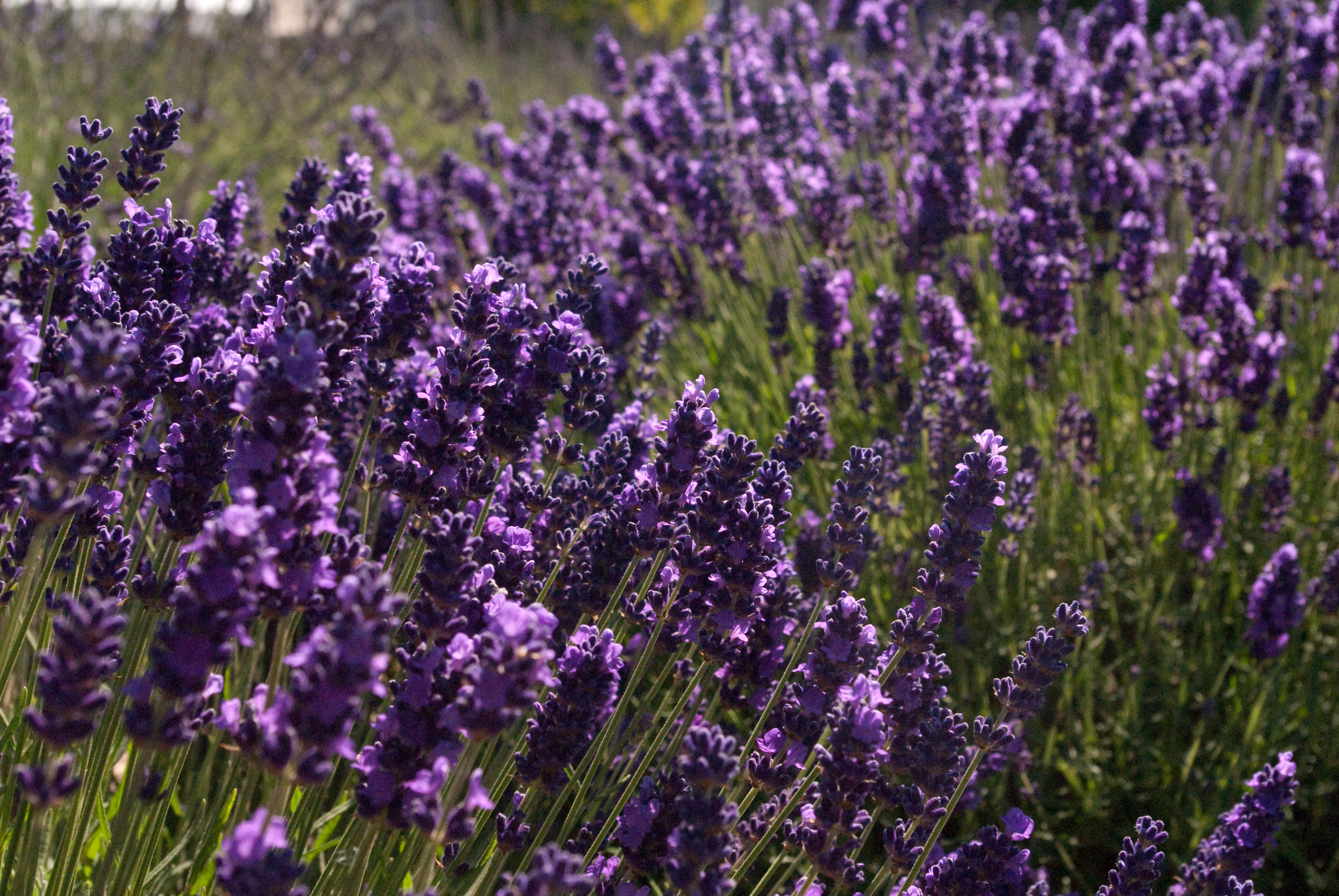 Royal Velvet Lavender by Courtney Kahler Photo 54003850 / 500px