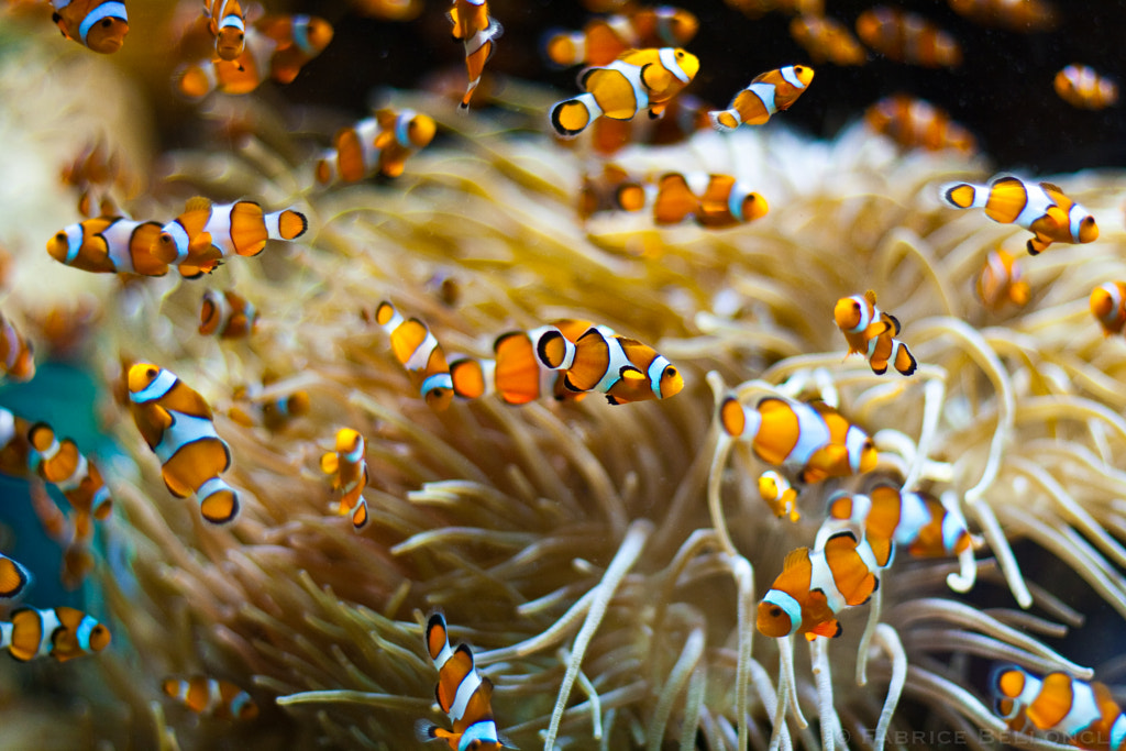 Poissons clown by Fabrice Belloncle on 500px.com