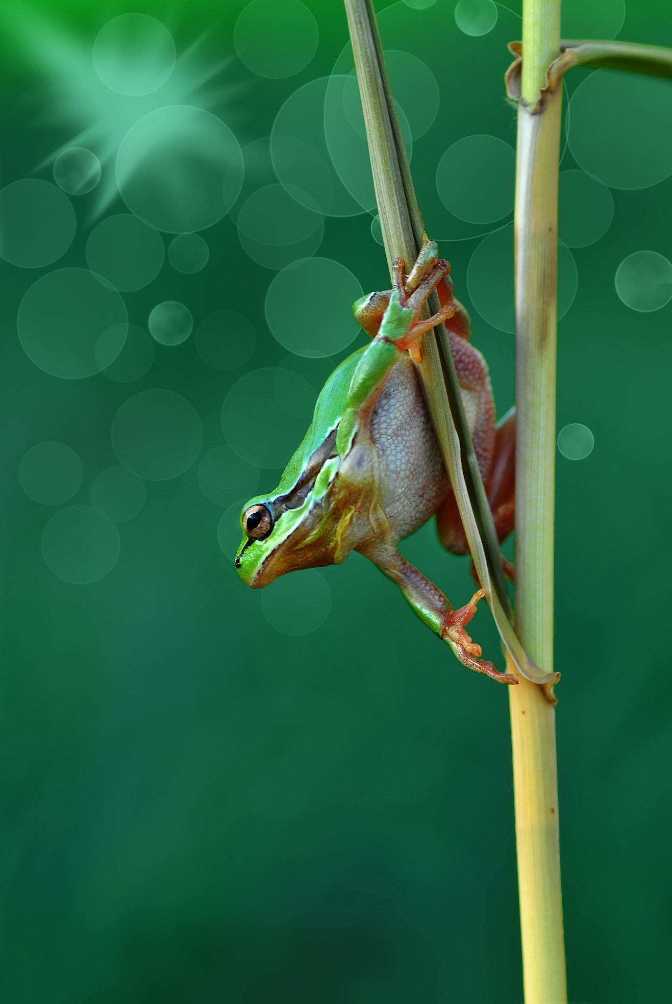 TREE FROG