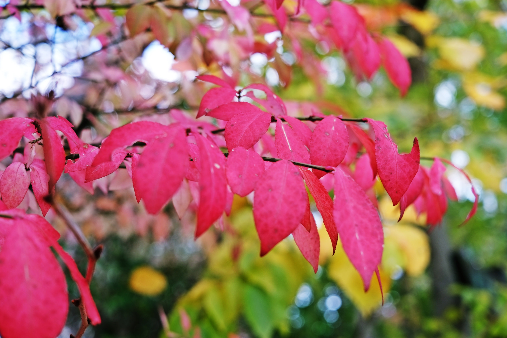 ニシキギ（錦木：Euonymus alatus）