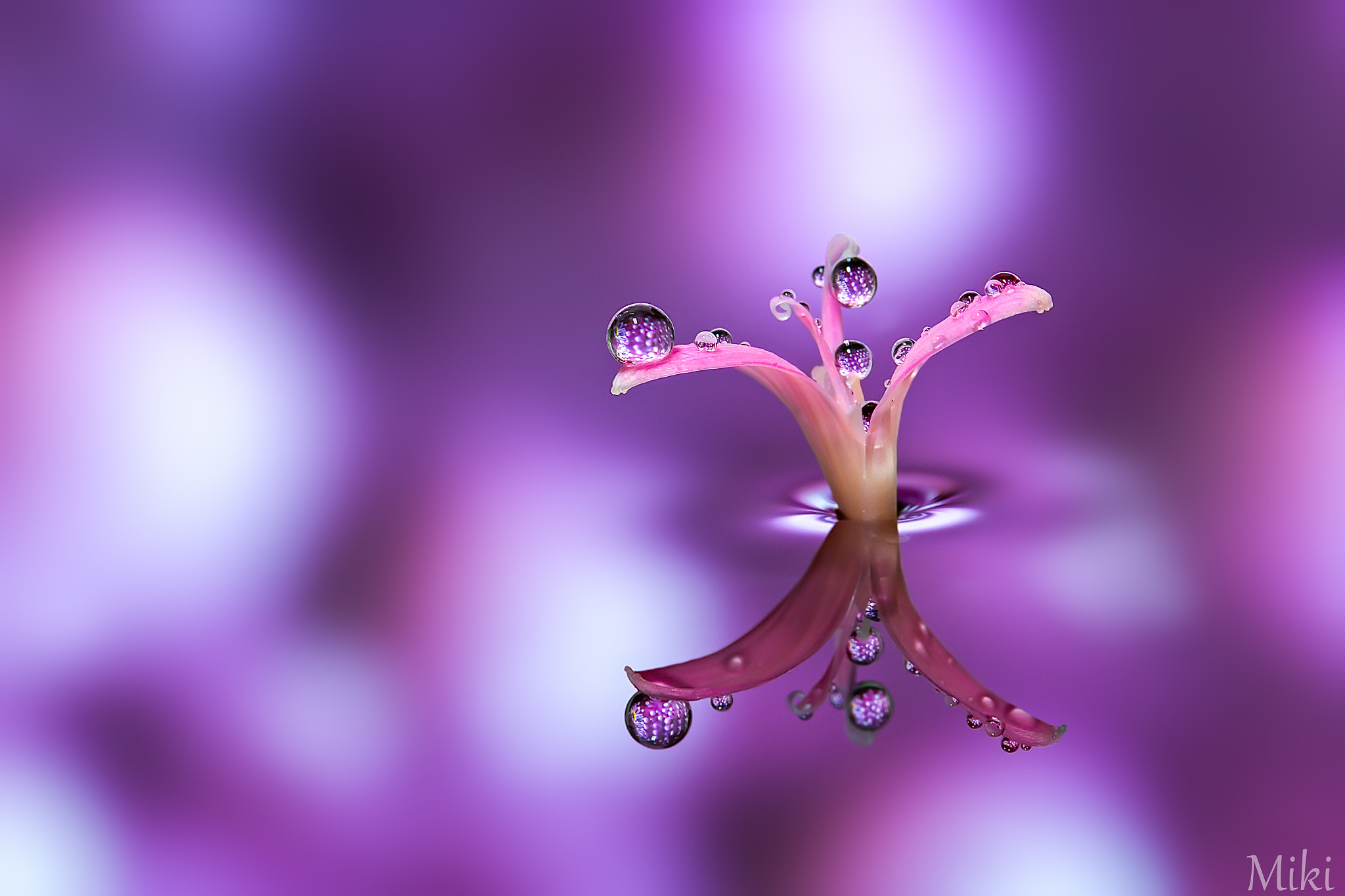 Dream tree by Miki Asai / 500px