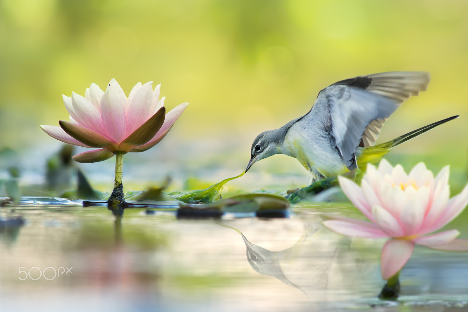 Minolta AF 300mm F2.8 HS-APO G sample photo. Gray wagtail and lotus 灰鶺鴒和蓮花 photography