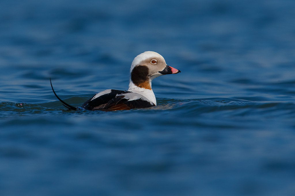 Long-tailed duck by David McCann on 500px.com