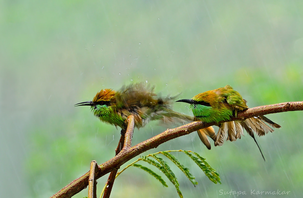 Huh...The Rain.. by Sutapa Karmakar on 500px.com