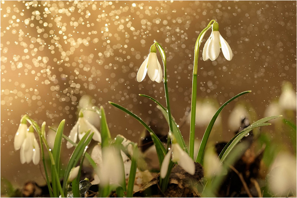 My snowdrops by Péter Hegedűs on 500px.com