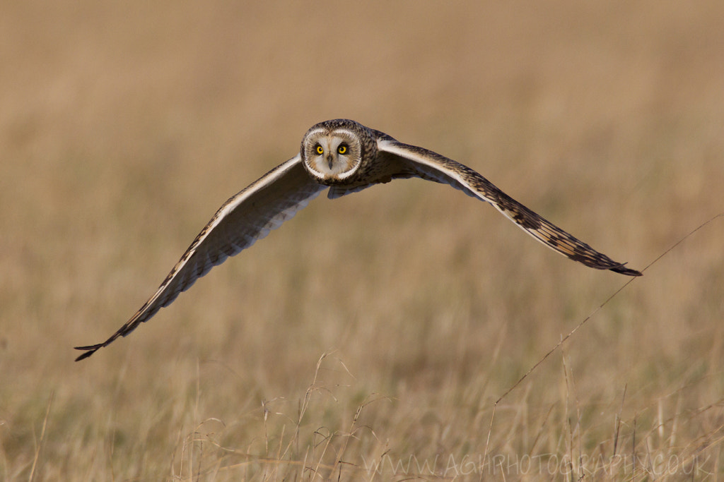 Short Eared Owl