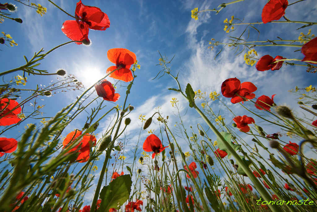 spring breathe by Toni Arnaste Boixadera on 500px.com