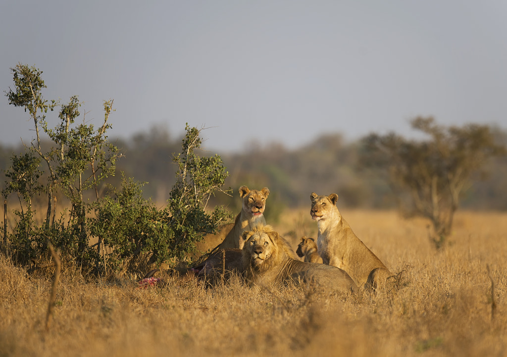 The royal family why are lions the king of the jungle
why is the lion called the king of the jungle