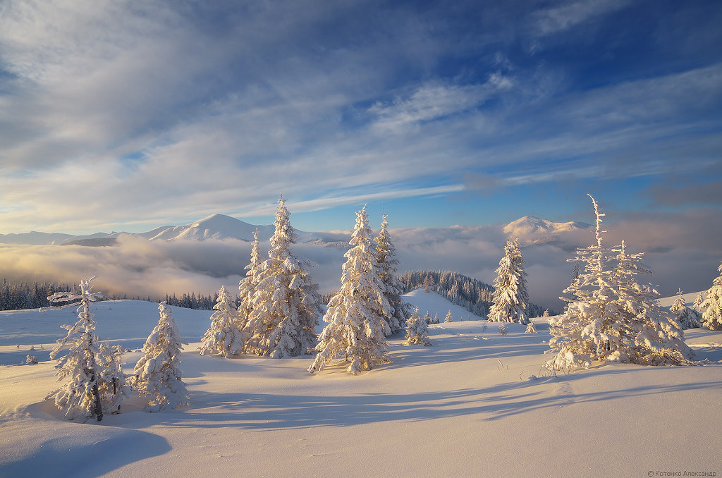 Christmas landscape with fir trees in the mountains by Oleksandr Kotenko on 500px.com